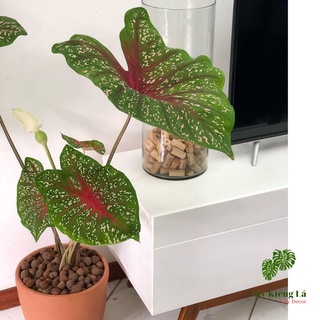 Củ cây Caladium Heart's Delight.[ Red Star]