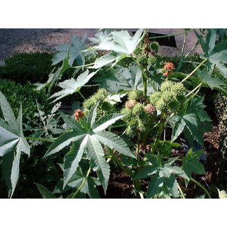 Cây thầu dầu tím tươi. 1kg