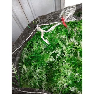 CỎ ĐIỂM TRỘN MẪU ~100g