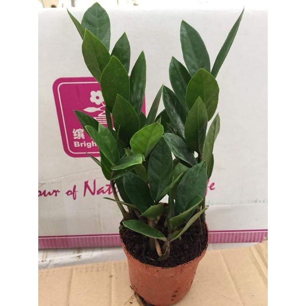 Combo cây kim tiền mini + chậu sứ bát tràng