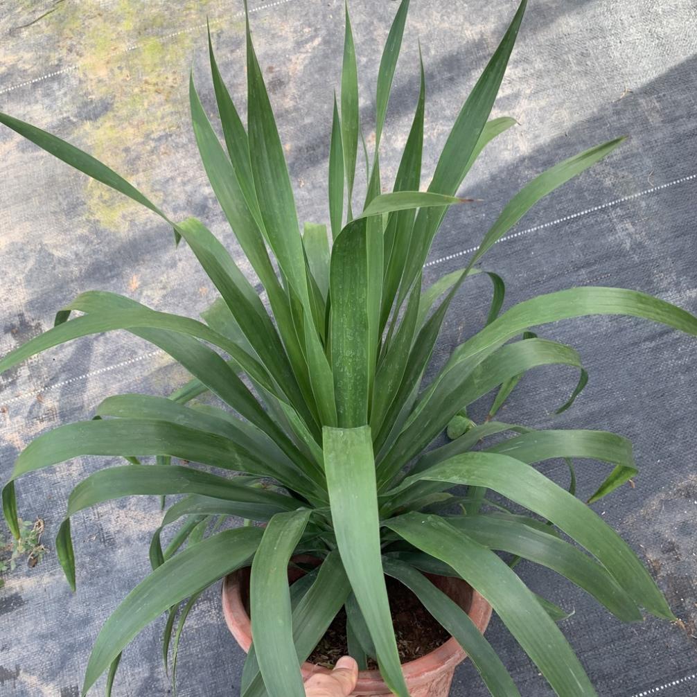 Cây phát tài núi bản lá to thân đơn cao 40-50cm, cây cảnh phong thuỷ trồng nội thất mang đến tài lộc và thịnh vượng