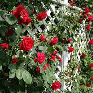 Hoa hông ngoại Red Eden