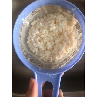 Nấm kobumcha/Milk kefir (Nấm sữa)