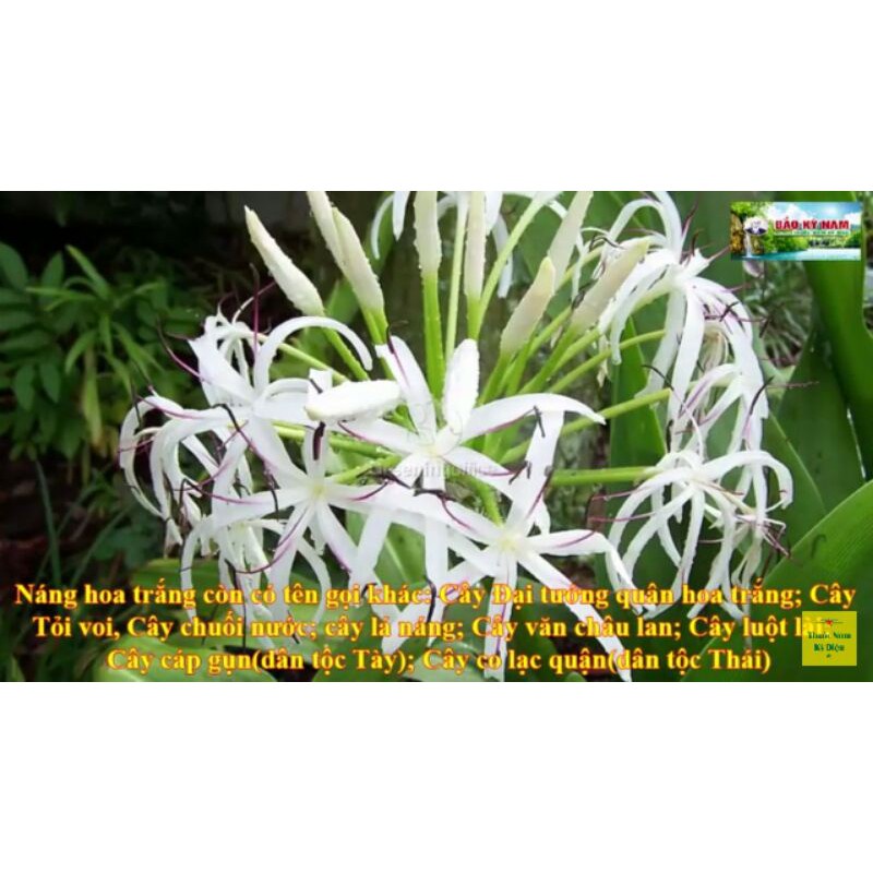 cây đại tướng quân lấy lá làm thuốc hoặc trồng kiểng (Náng hoa trắng Chuối nước, Náng, Tỏi lơi ,  Crinum asiaticum L.)