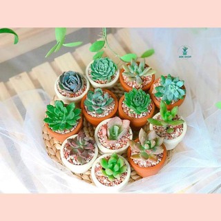Chậu đất nung trồng sen đá 5cm x 5cm 🌱