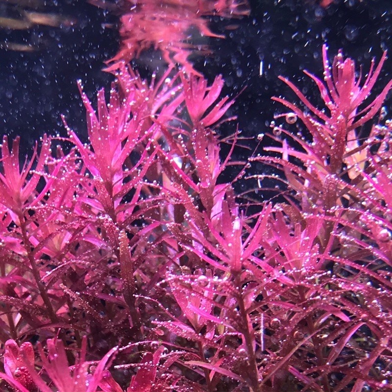 Extreme Fe+ (230ml) - Phân Nước Cung Cấp Sắt (Fe) Cho Bể Thuỷ Sinh [Thủy Sinh AZ]