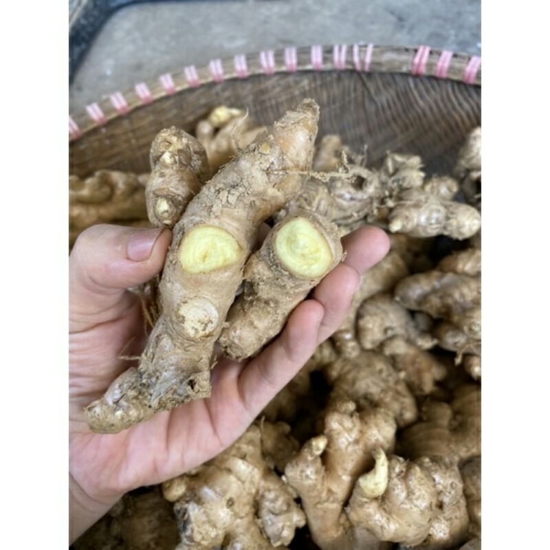 500g củ gừng ta tươi : chỉ giao TPHCM