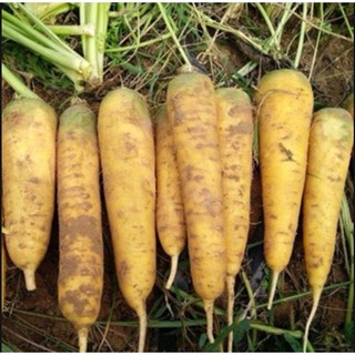 Hạt giống Củ cà rốt vàng
