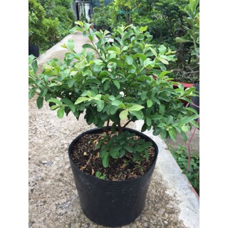 Cây 🌲 Ổi xá lị (đang hoa đang trái)