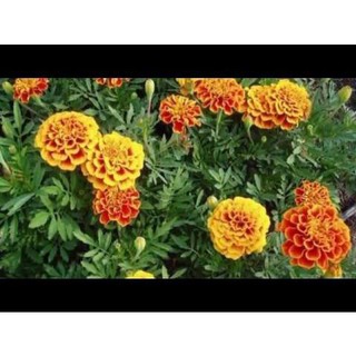 [HOT] Hạt giống hoa cúc sao mai - 50 hạt