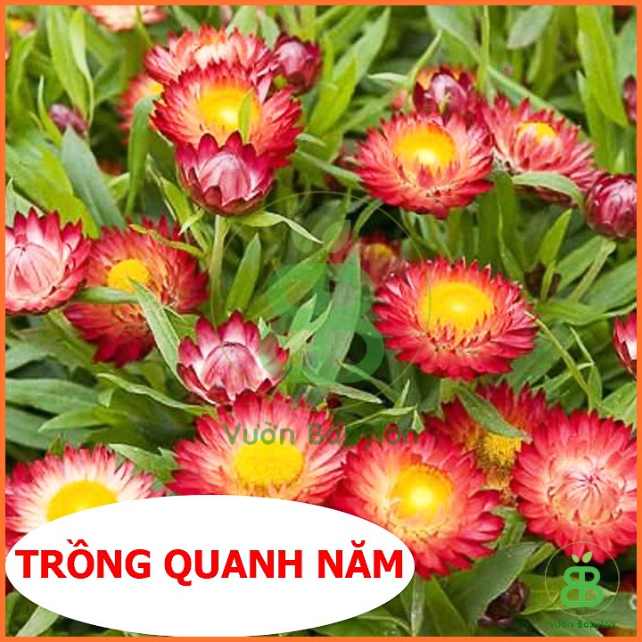 Hạt Giống Hoa Cúc Bất Tử F1 Mix Nhiều Màu