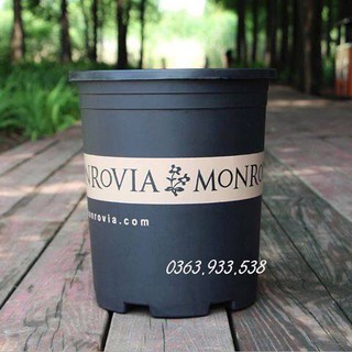 5 chậu Monrovia 3Gl giá 250k