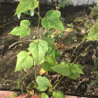 bột cây nhãn lồng lạc tiên