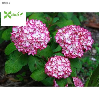 Hạt giống Cẩm tú cầu mix (10 hạt)