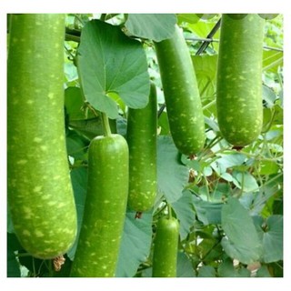 HẠT BẦU SAO F1 TRÁI DÀI - GÓI 10 HẠT