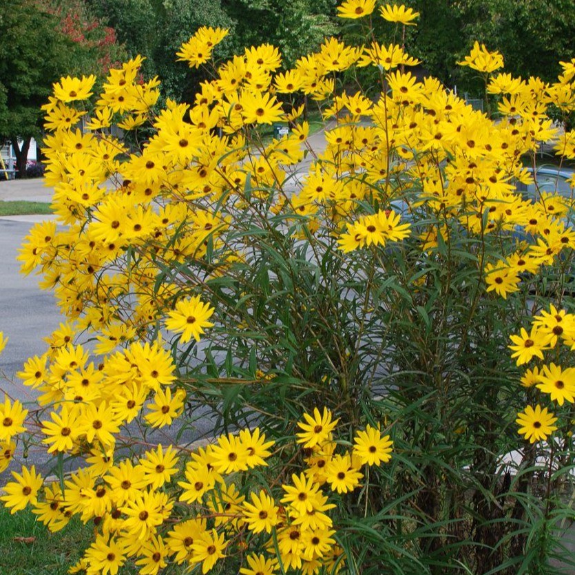 M100 cây giống hướng dương lâu năm helianthus angustifolius ( hướng dương lá hẹp, hướng dương đầm lầy)