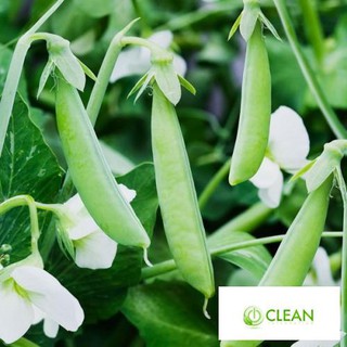 Hạt giống Đậu Hà Lan (Lấy Trái) (10g)