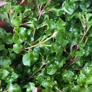 Chậu rau dền Nhật hay cải xoong Nhật