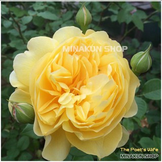 Hoa hồng ngoại The Poet's Wife vàng đậm cực đẹp - MinaKun Shop
