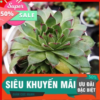 Sen phật bà để bàn