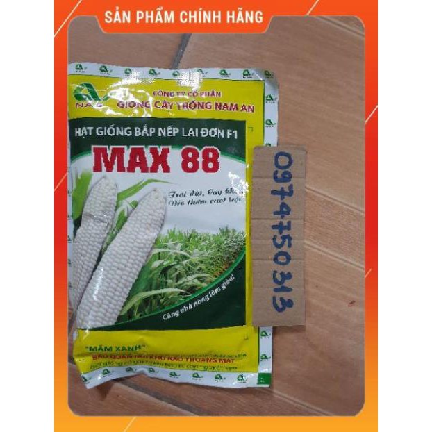 VNUA - GIỐNG NGÔ NẾP MAX 88 GÓI 100GR