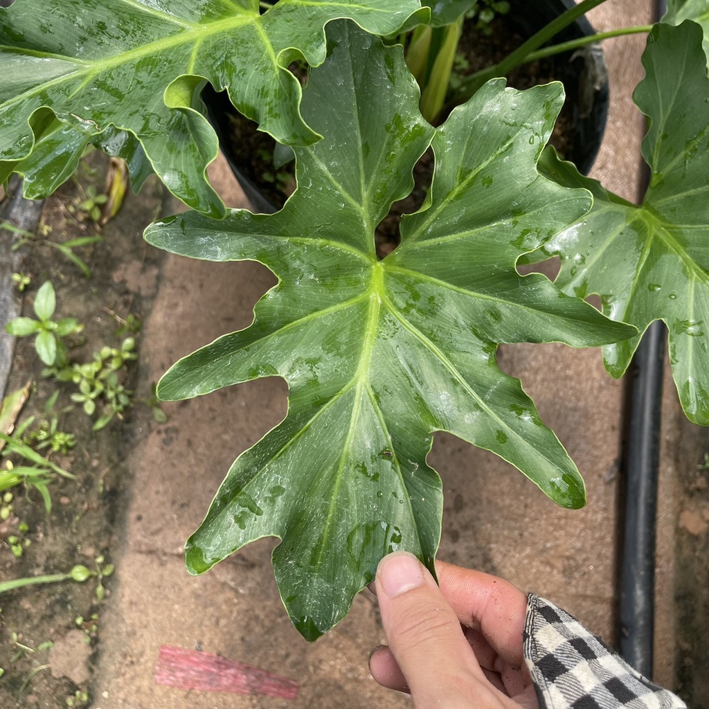 Cây trầu bà thanh xuân  chiều cao 40cm tán lá xum xuê hình răng cưa nhiều chồi non