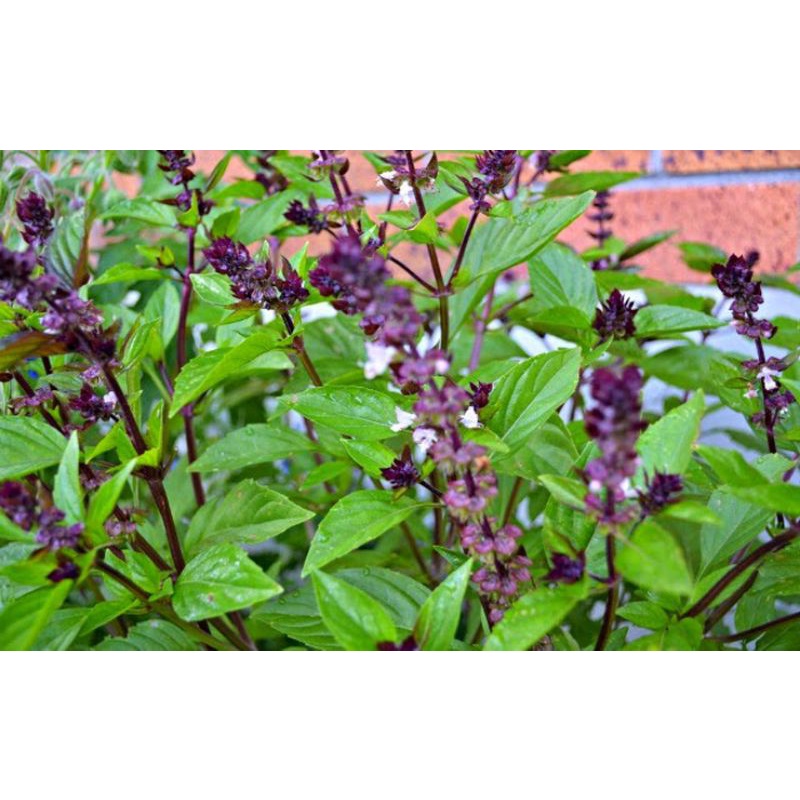 500g cây húng quế khô