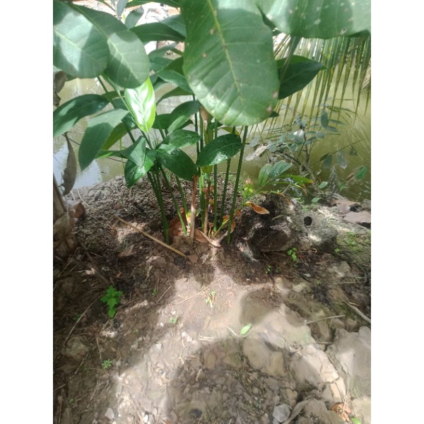 500gr củ dong riềng tươi