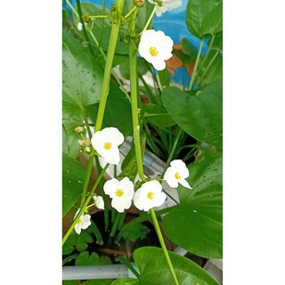 Cây bách thủy tiên, lan nước 30cm rễ dài căm lọ, cắm bình, thả bể cá thích nghi mọi môi trường sống