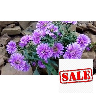 hạt giống hoa cúc thạch thảo nhiều màu 100 hạt SALE