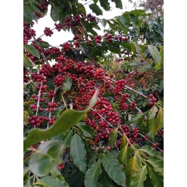 Giống cà phê arabica tây bắc siêu trái
