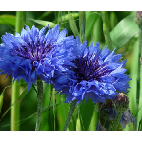 50h Hạt Giống Hoa Trúc Mai Xanh Blue 70cm