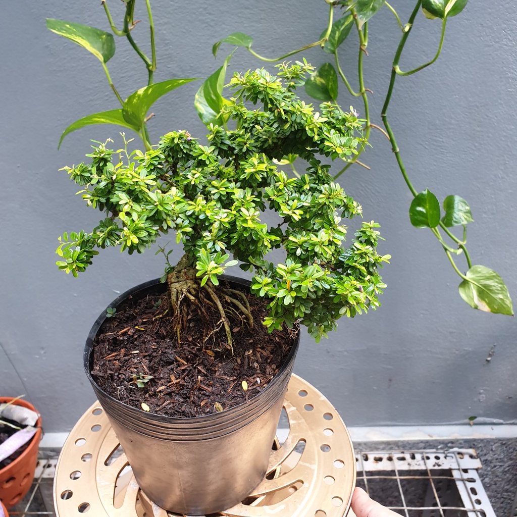 Bonsai mini linh sam hạt gạo - linh sam lá rí