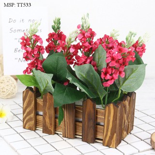 Hàng Rào Hoa Phi Yến
