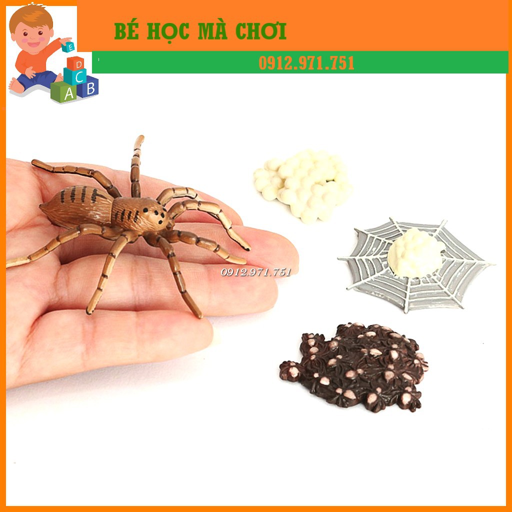 Mô hình Vòng đời  sự phát triển của NHỆN
