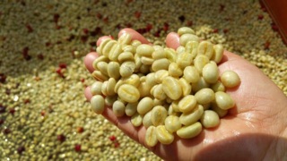 [FREESHIP 99K TOÀN QUỐC] (500gr) CÀ PHÊ SẠCH ĐẮK LẮK - 100% Nguyên Chất