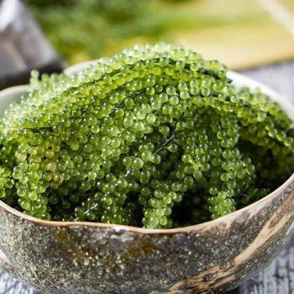 Thế Giới Rong Nho, Cửa hàng trực tuyến | BigBuy360 - bigbuy360.vn