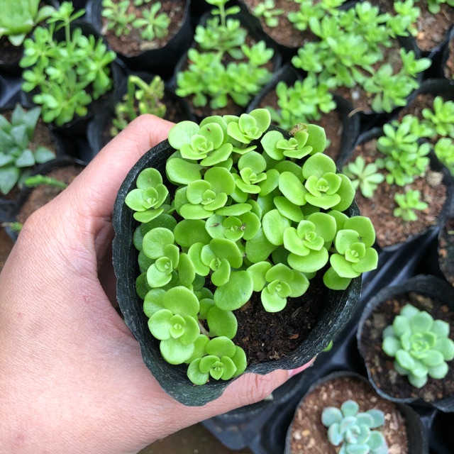 sen đá Sedum vảy cá (đẹp)