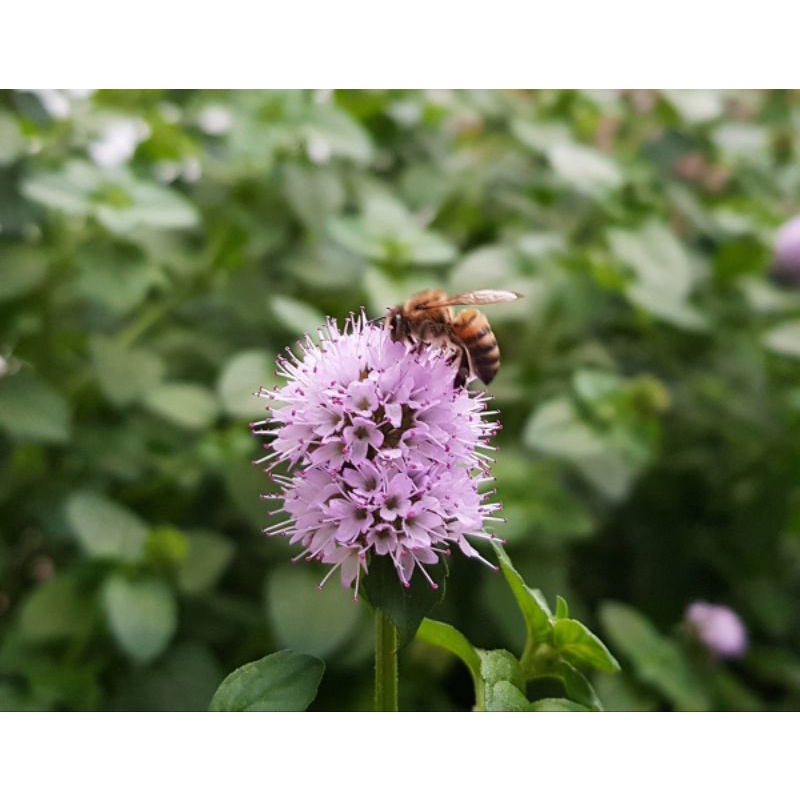 Mật ong hoa Bạc Hà vàng Nguyên chất từ cao nguyên đá Đồng Văn Loại 1 chuẩn ngon