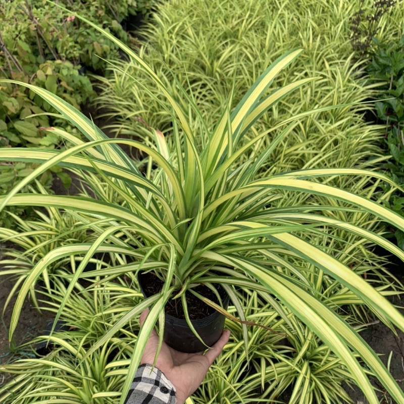 Cây dứa cảnh vàng cao 25cm, nhánh lá xum xuê tươi tốt, rất dễ trồng và chăm sóc, cây cảnh trồng công trình và sân vườn