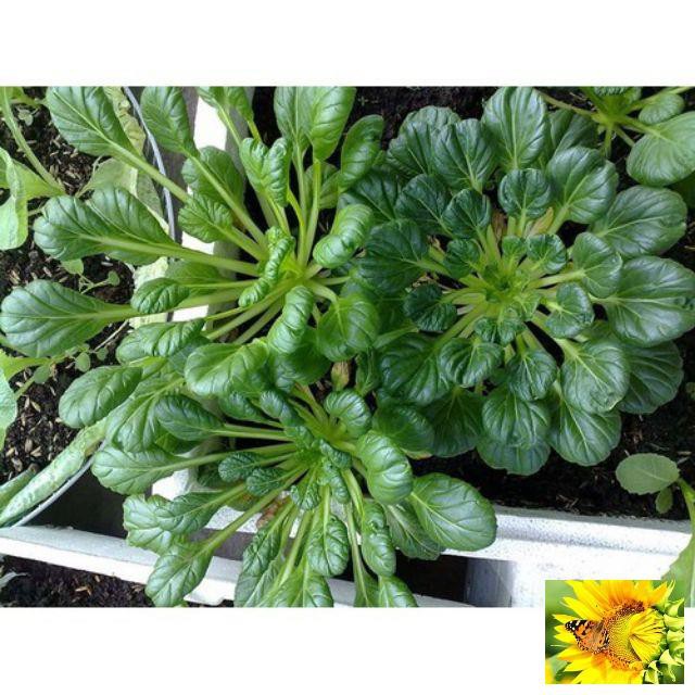 100h Hạt Giống Cải Hoa Hồng Tatsoi - Đỏ
