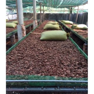 Bao 5 kg vỏ thông nghiền (thông nhỏ + vừa)