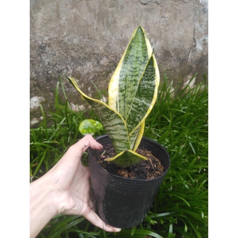 Cây lưỡi hổ thái lùn