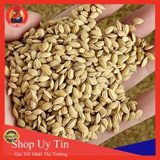 Lúa Nhật Hạt Tròn Cho Gà Ăn Nhan Lên Tay-Nuôi  Chế Độ Đá