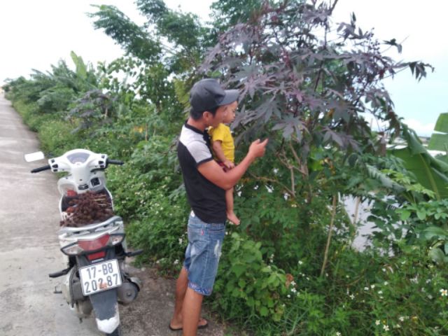 Lá Thầu Dầu Chữa Tr ĩ Hiệu Quả