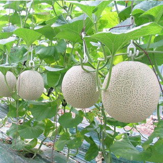 sale off Hạt giống Dưa Lưới LS-1555 F1 hàng chuẩn cty.