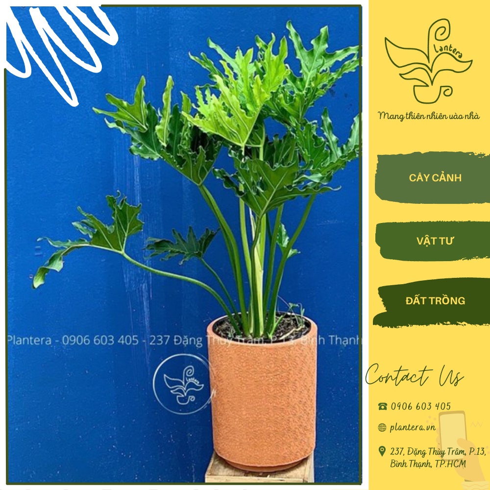 Cây Trầu Bà Thanh Xuân Chậu C8 - Cây Cảnh - Cây Ưa Mát - Cây Lớn