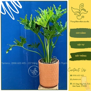 Cây trầu bà thanh xuân chậu c8 - cây cảnh - cây ưa mát - cây lớn