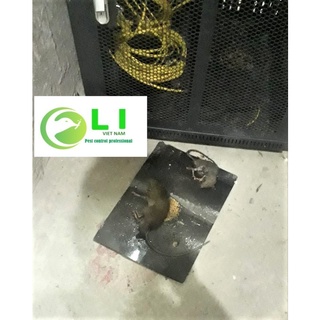 (Combo 10sp ) Miếng keo dính chuột siêu dính