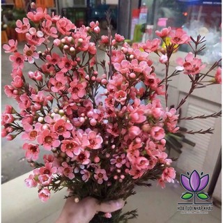 cây thanh liễu giống chỉ 59k